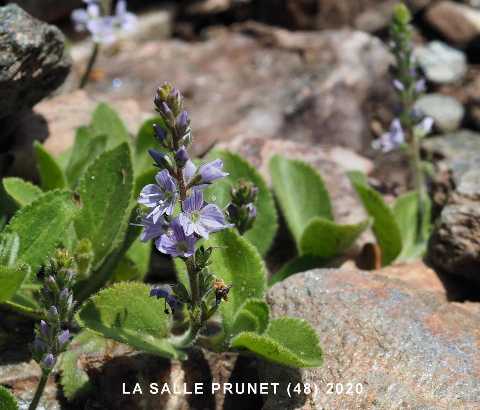 Speedwell, Common